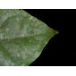 Bunchosia argentea (Jacq.) DC.
