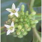 Morinda citrifolia flowers