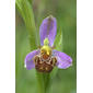 Ophrys apifera (Bee Orchid / Bijenorchis) 0880