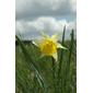 Narcissus pseudonarcissus (Wild Daffodil / Wilde narcis) 2348