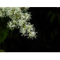 Miconia minutiflora (Bonpl.) DC.