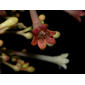Isertia scorpioides BM Boom