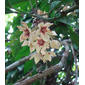 Cola acuminata, flower of the Kola Nut tree