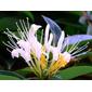 CAPRIFOLIACEAE 忍冬科 - Japanese Honeysuckle (Lonicera japonica Thunb.) 金銀花