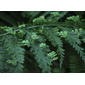 Asplenium bulbiferum (Hen and Chicken Fern)
