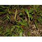 Helecho potosino lengua de venado / Potosi deer tongue fern (Elaphoglossum potosianum)