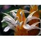 ACANTHACEAE 爵床科 - Lollypops or Golden Shrimp Plant (Pachystachys lutea) 黃鴨咀花 / 黃蝦花