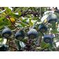 MORACEAE 桑科（木質攀藤） - Creeping Fig (Ficus pumila) 薜荔 / 文頭郎