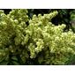 Sapindus saponaria var. saponaria