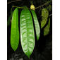 Annona pittieri Donn. Sm.