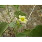 Herissantia crispa