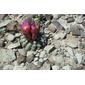 Short-spined cactus aka Pariette cactus