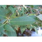 Coachwood leaf