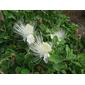 Capparis sandwichiana