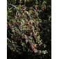 Crinodendron hookeriana 10