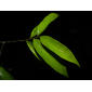 Hirtella tubiflora Cuatrec.