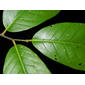 Aspidosperma myristicifolium (Markgr.) Woodson