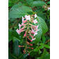 4.Gonzalagunia rosea