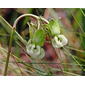 Largeflower Milkweed (Asclepias connivens)