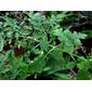 Melanthera micrantha subsp. micrantha