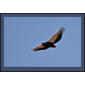 Bateleur
