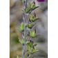 Digitalis purpurea L.subsp purpurea. / digital.