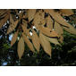 Miconia stevensiana Almeda