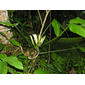 Philodendron tripartitum (Jacq.) Schott