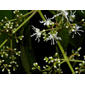 Miconia minutiflora (Bonpl.) DC.