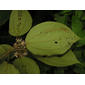 Miconia mirabilis (Aubl.) L.O. Williams