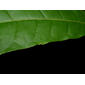 Mayna odorata Aubl.