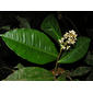 Ardisia compressa Kunth