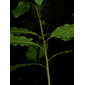 Mayna odorata Aubl.