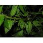 Aciotis rubricaulis (Mart. ex DC.) Triana