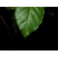 Tovomita longifolia (Rich.) Hochr.