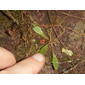 Lepanthes caritensis