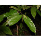 Duguetia confusa Maas