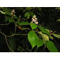 Miconia mirabilis (Aubl.) L.O. Williams