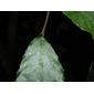 Batocarpus costaricensis Standl. & L.O. Williams