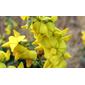 ecosystem/flora/Showy Rattlepod(Crotalaria spectabilis)#1