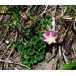 Calystegia soldanella