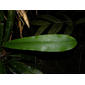 Euphorbia elata Brandegee