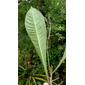 Conchocarpus longifolius (A. St.-Hil.) Kallunki & Pirani