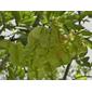 Piscidia piscipula seeds