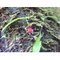 Lepanthes caritensis