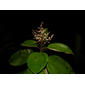 Miconia elata (Sw.) DC.