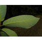 Aspidosperma myristicifolium (Markgr.) Woodson