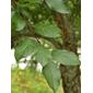 Prunus umbellata; Flatwoods plum