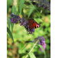 Inachis io (on Buddleja davidii)