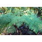 File:Lophosoria quadripinnata - San Francisco Botanical Garden - DSC00004.JPG
